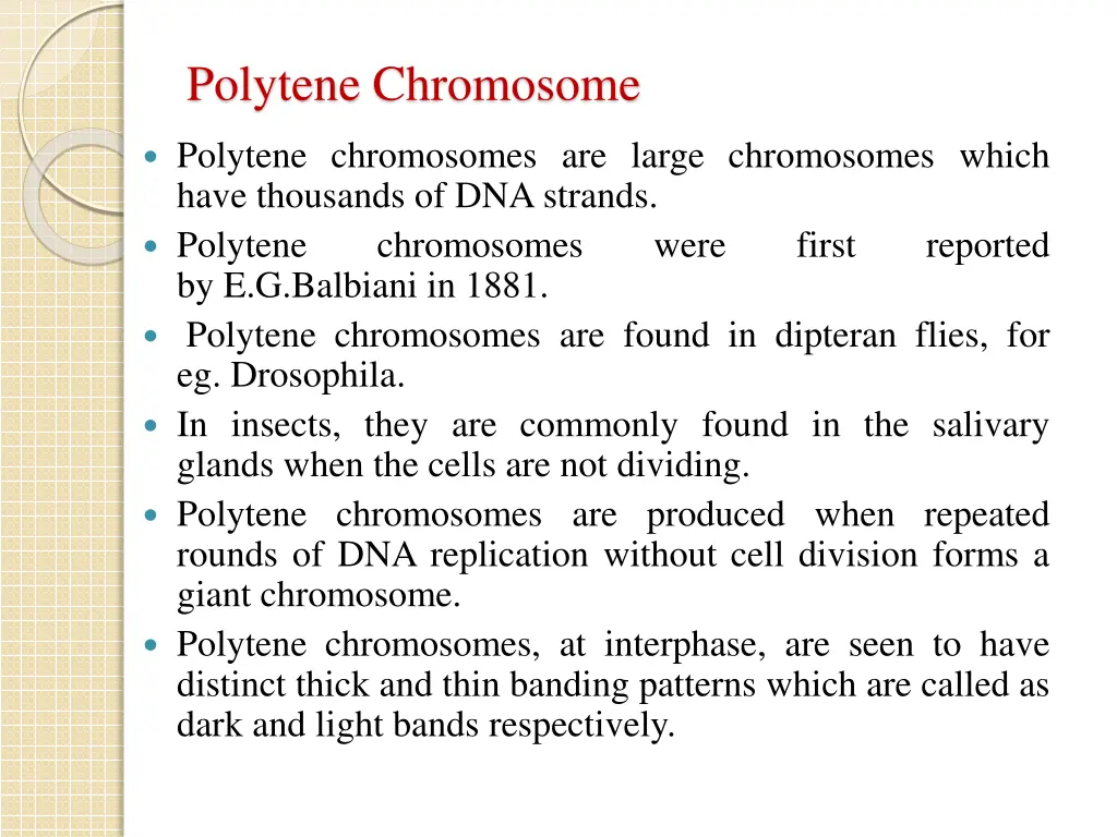 polytene chromosome