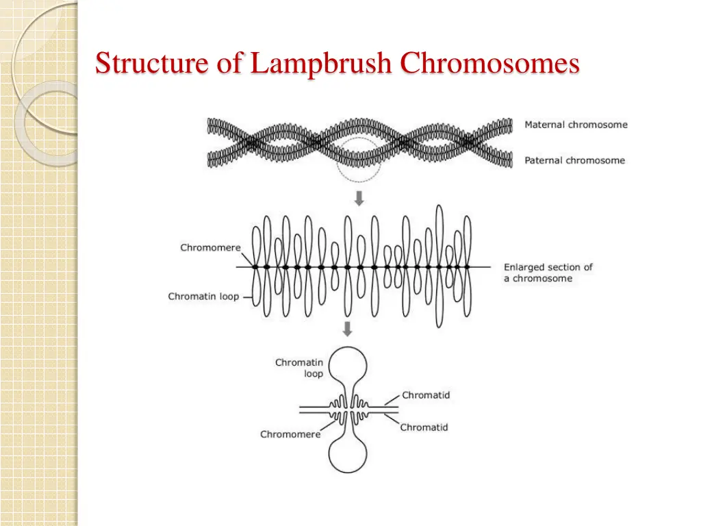 structure of lampbrush chromosomes