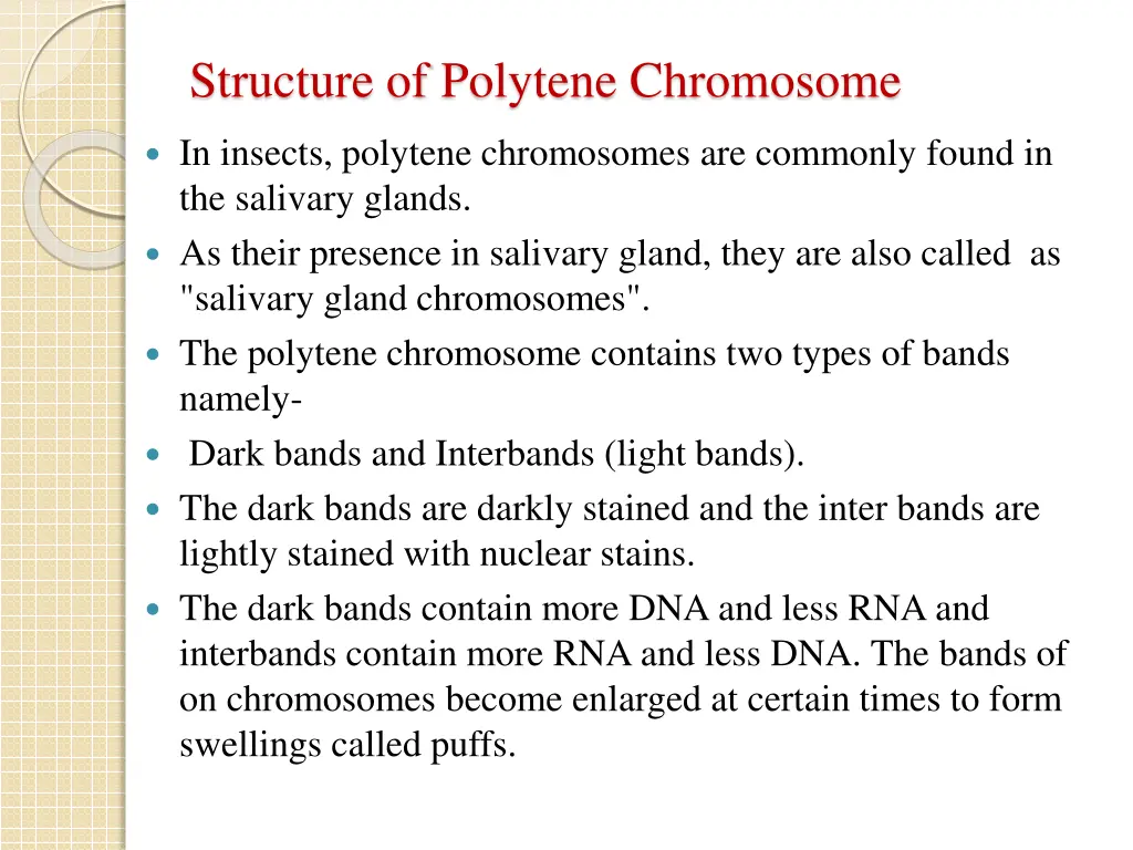 structure of polytene chromosome 1