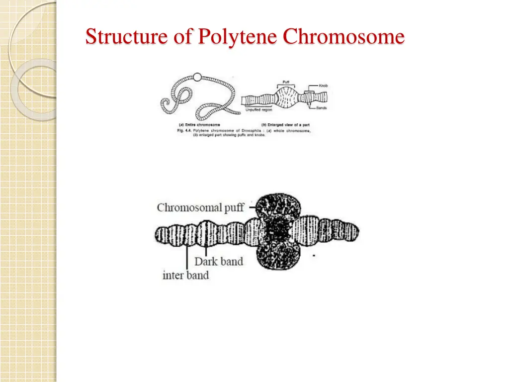 structure of polytene chromosome