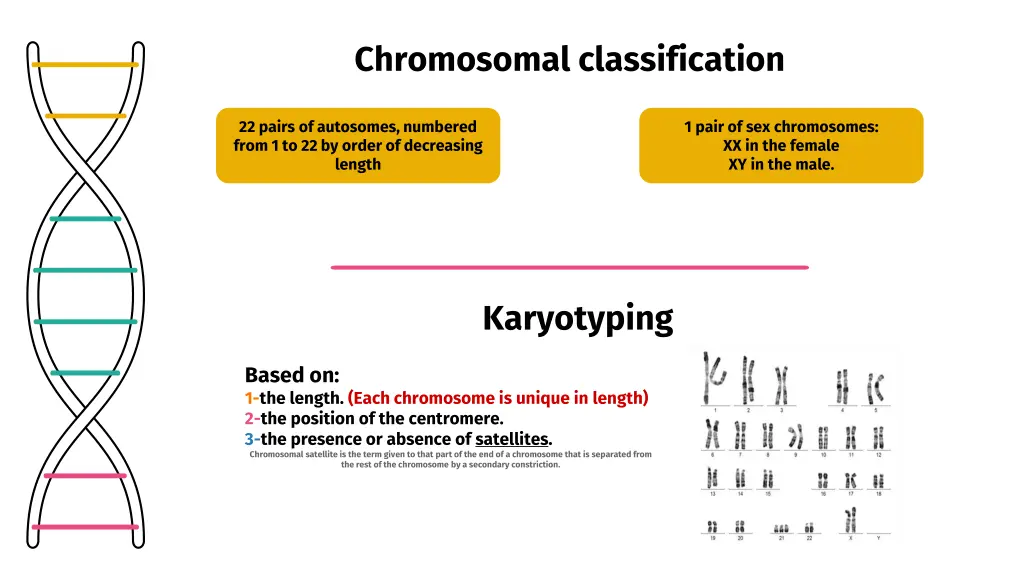 chromosomal classification