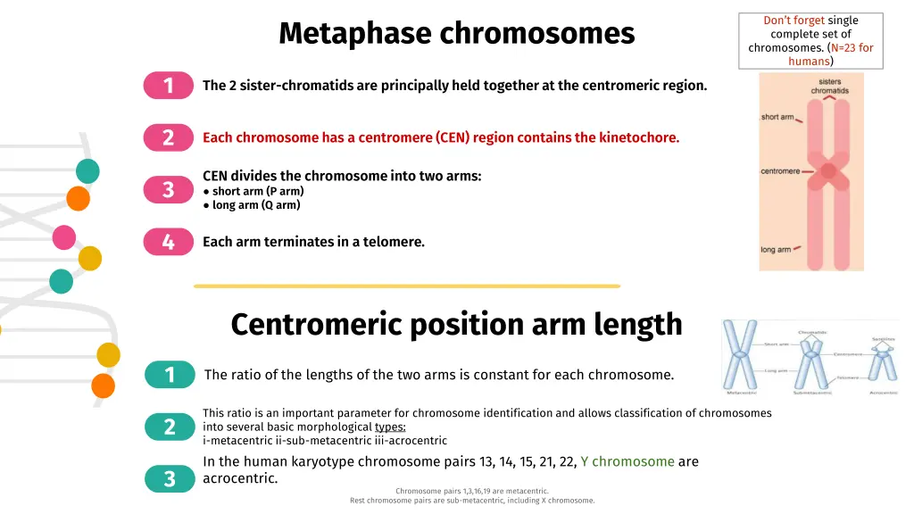 don t forget single complete set of chromosomes