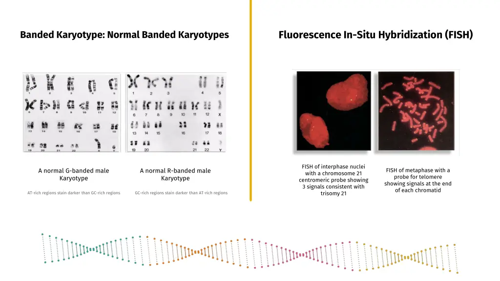 fluorescence in situ hybridization fish