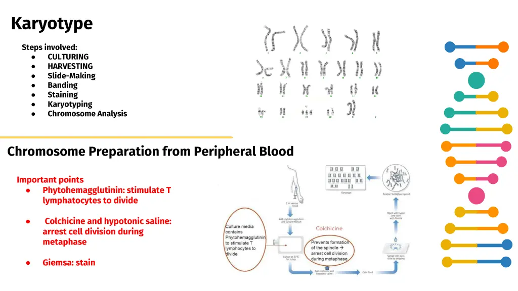 karyotype