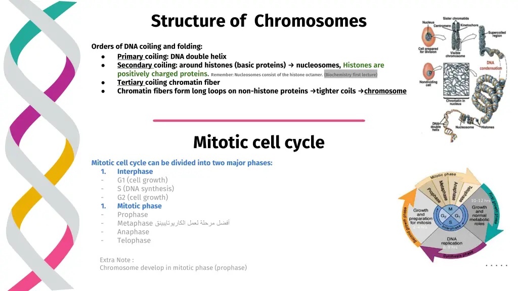 structure of chromosomes