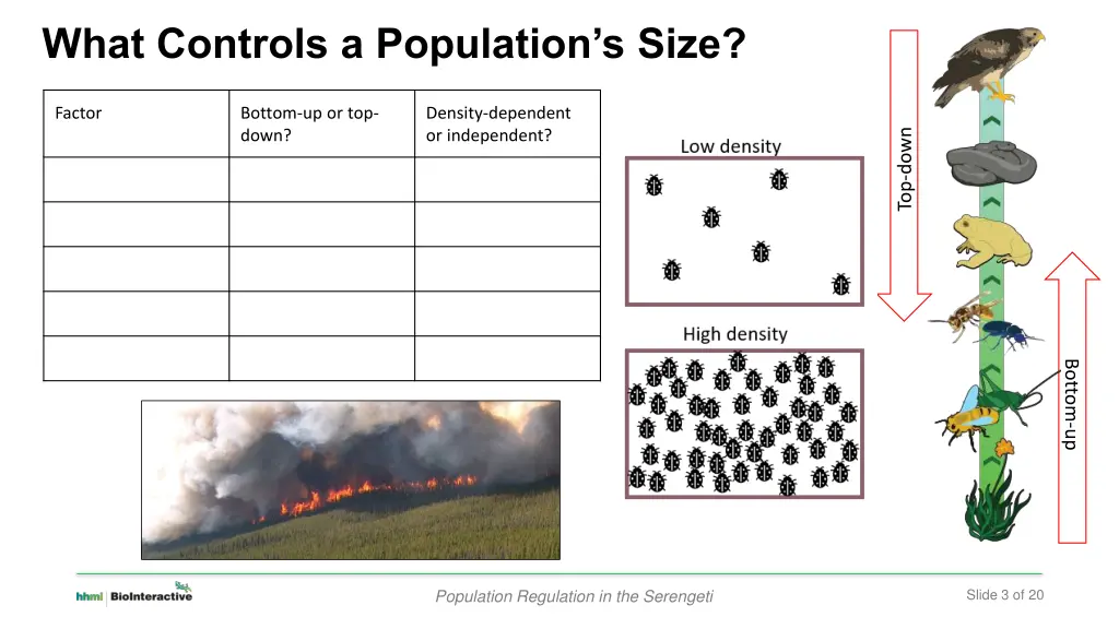 what controls a population s size