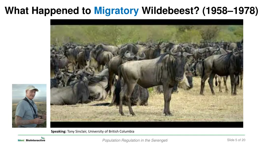 what happened to migratory wildebeest 1958 1978