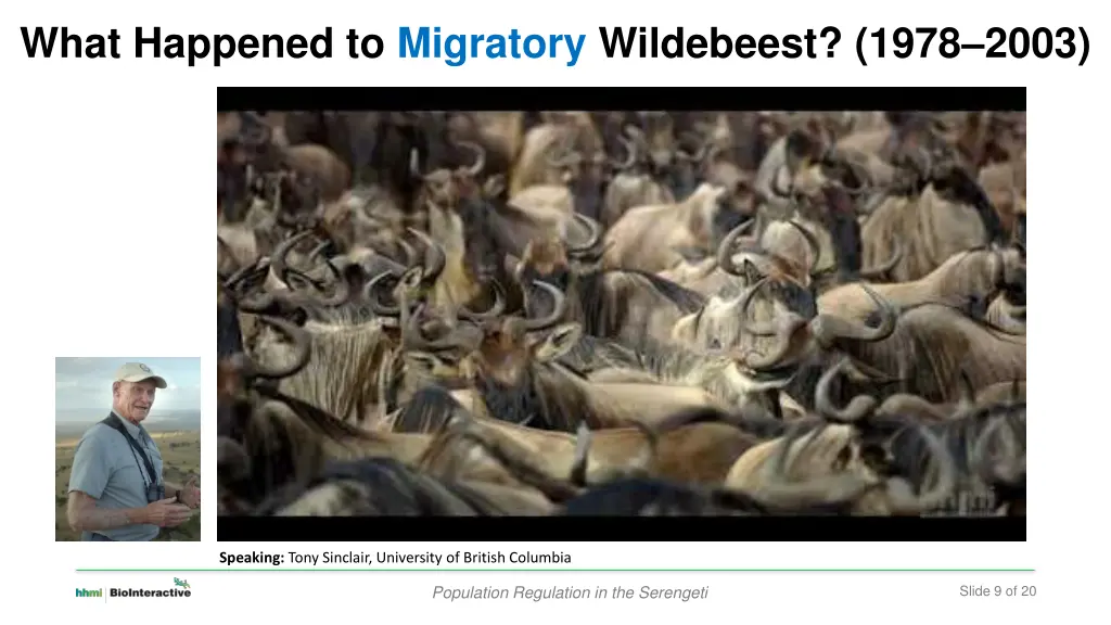 what happened to migratory wildebeest 1978 2003