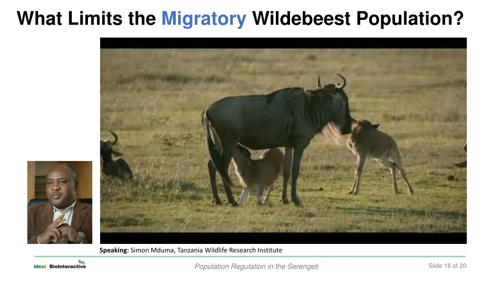 what limits the migratory wildebeest population