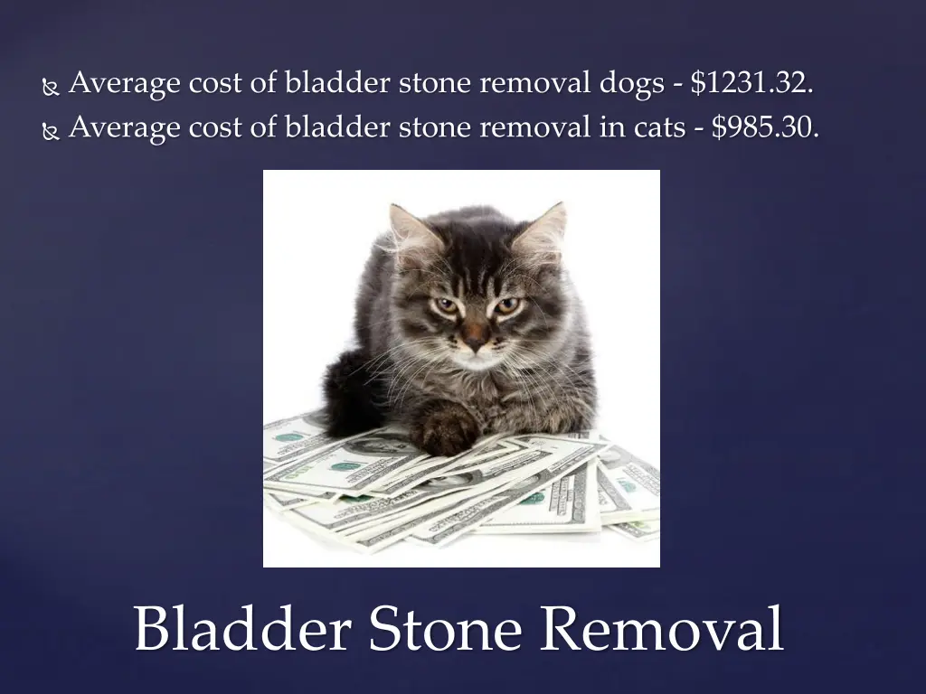 average cost of bladder stone removal dogs 1231 32