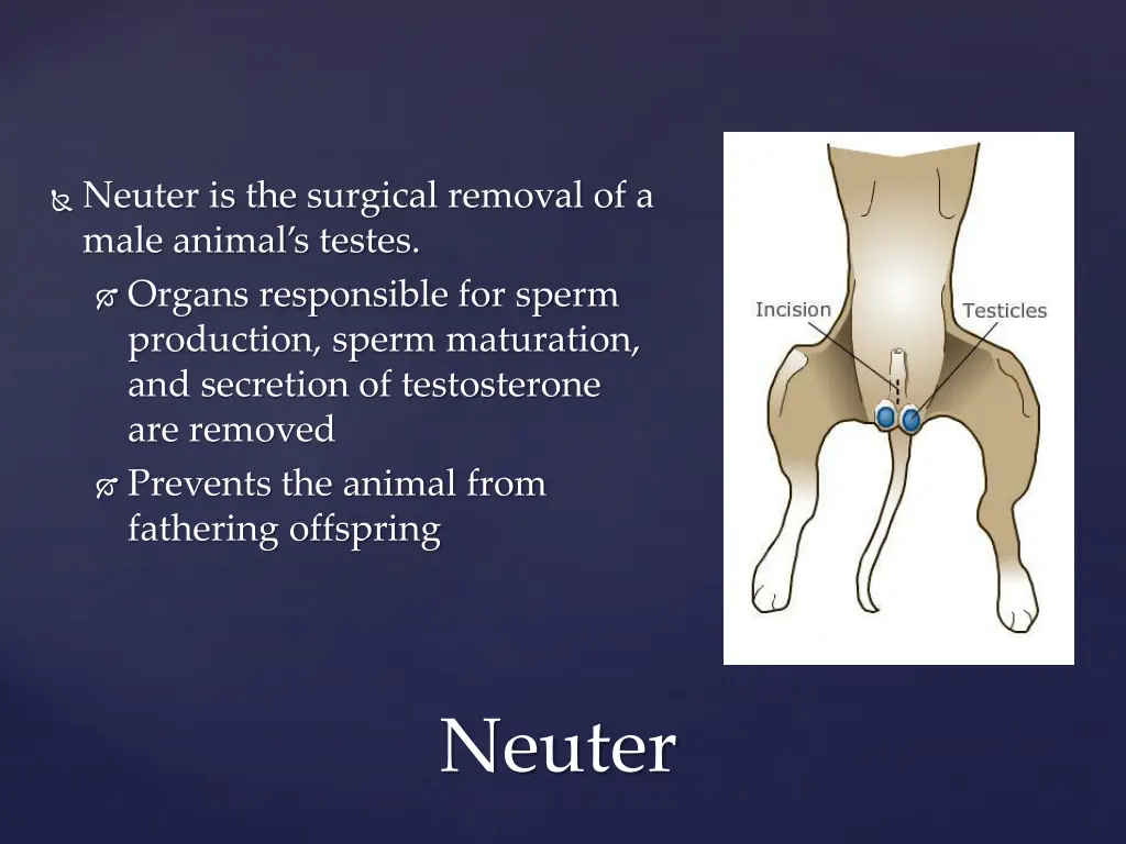 neuter is the surgical removal of a male animal