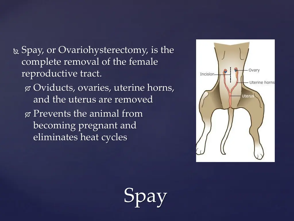 spay or ovariohysterectomy is the complete