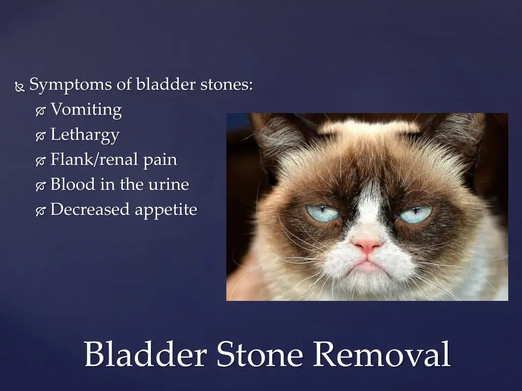 symptoms of bladder stones