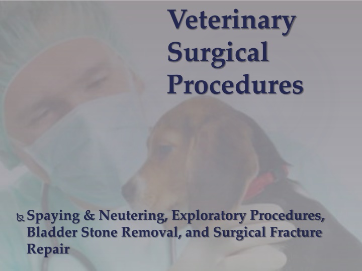 veterinary surgical procedures