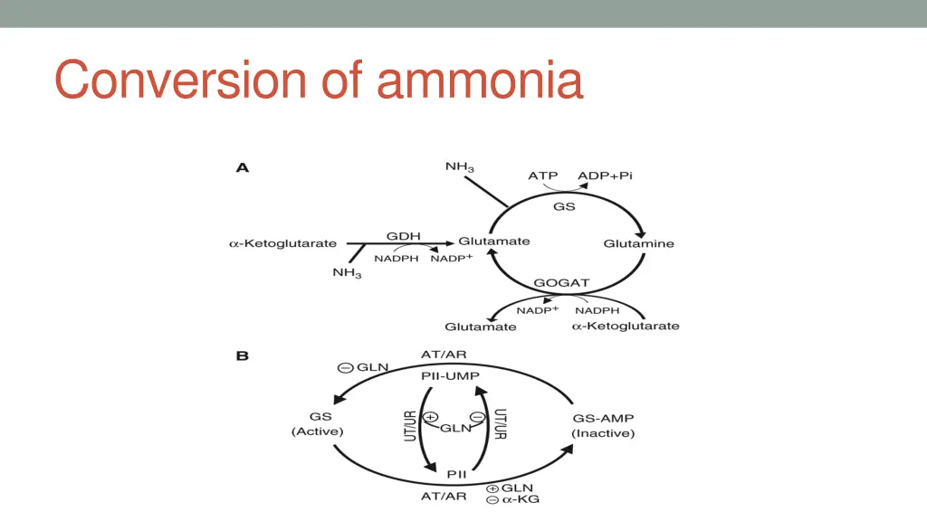 conversion of ammonia