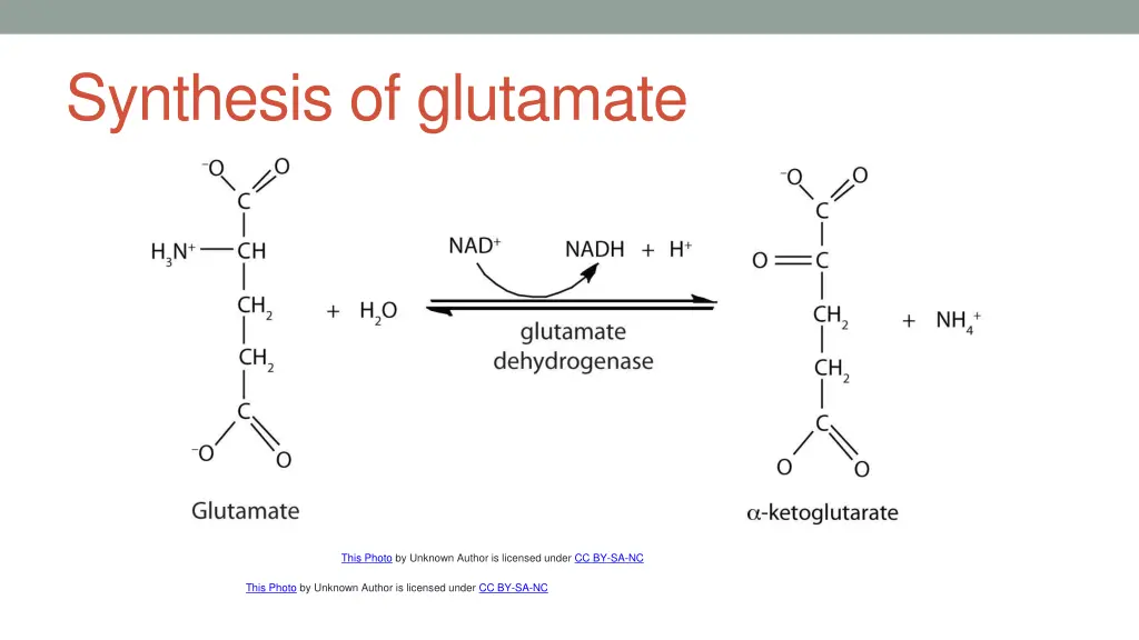 synthesis of glutamate