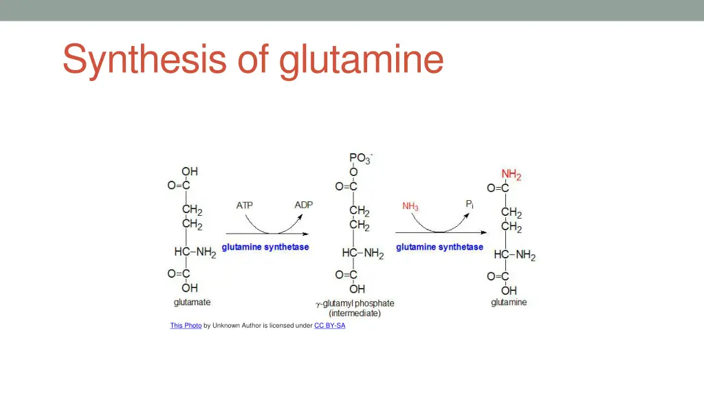 synthesis of glutamine