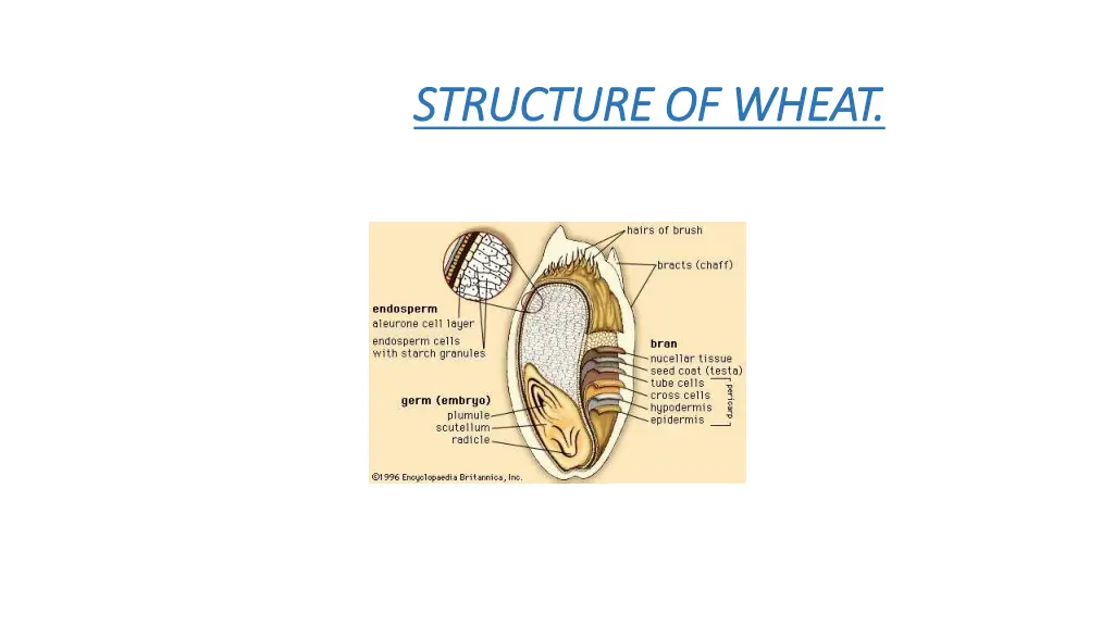 structure of wheat structure of wheat