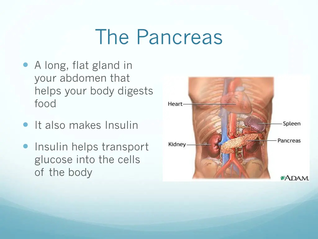 the pancreas