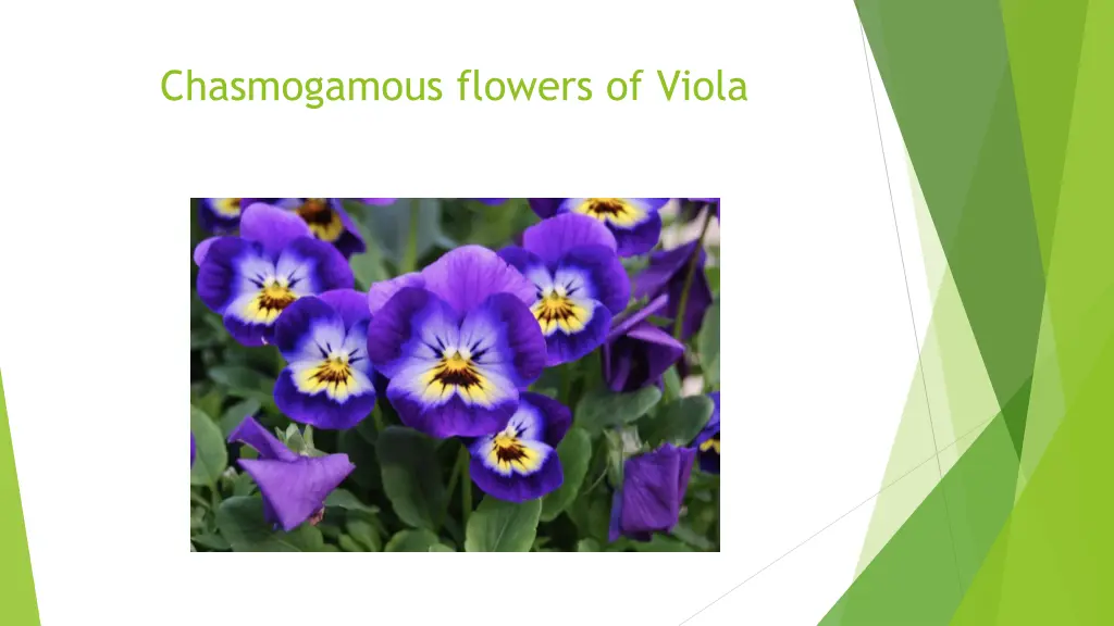 chasmogamous flowers of viola