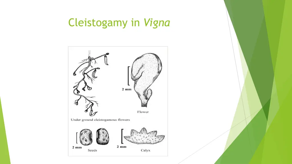 cleistogamy in vigna