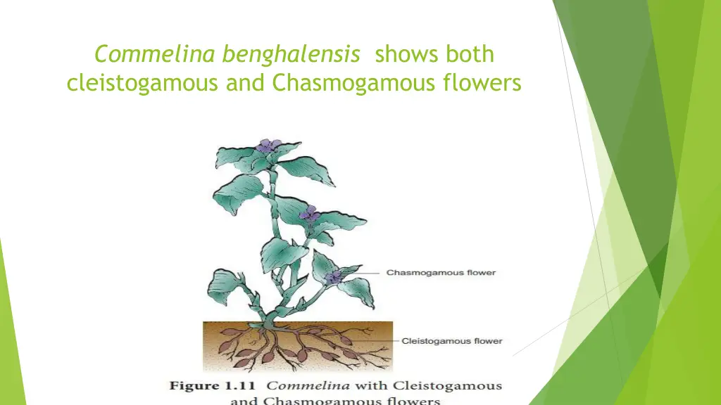 commelina benghalensis shows both cleistogamous