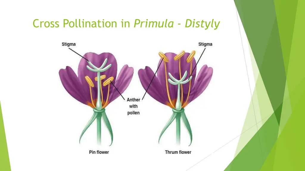 cross pollination in primula distyly