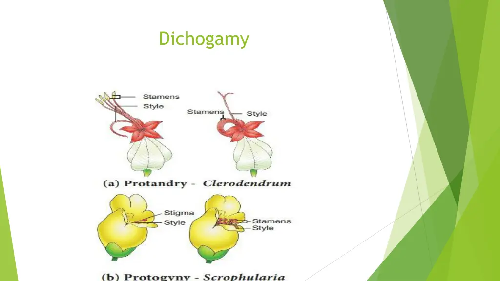 dichogamy