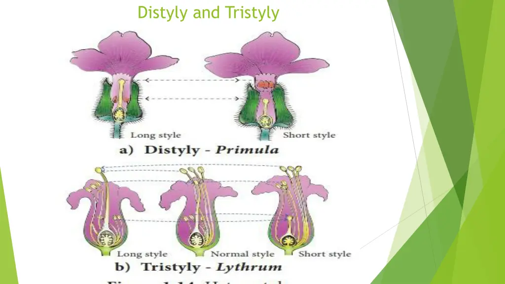 distyly and tristyly