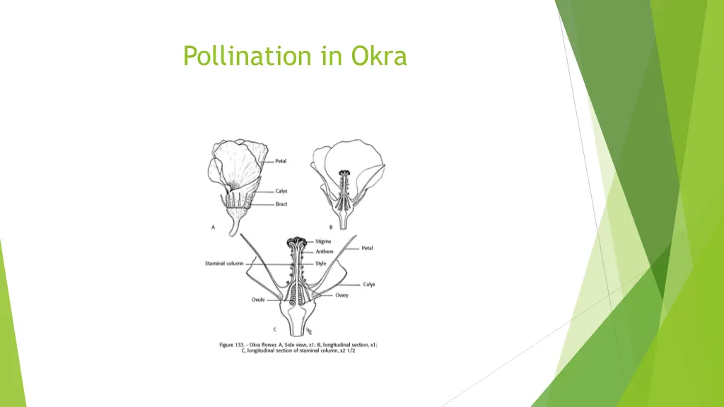 pollination in okra