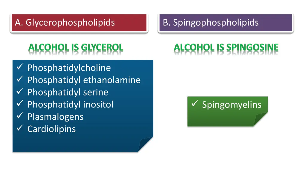 a glycerophospholipids