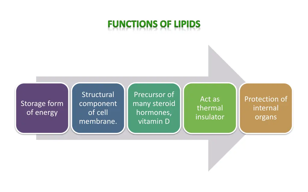 functions of lipids