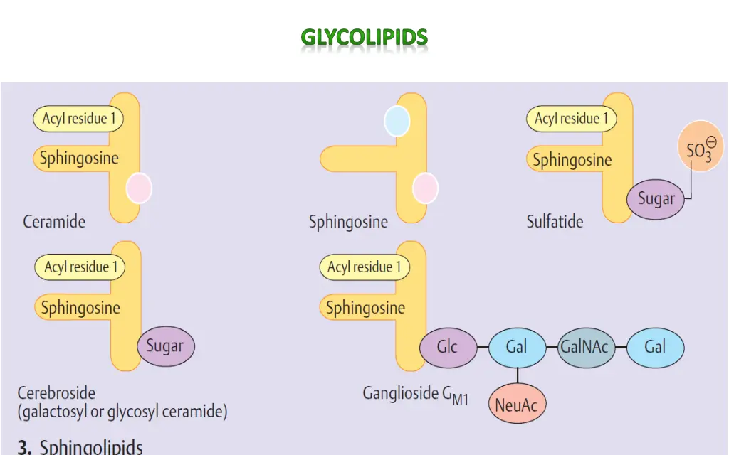 glycolipids 1