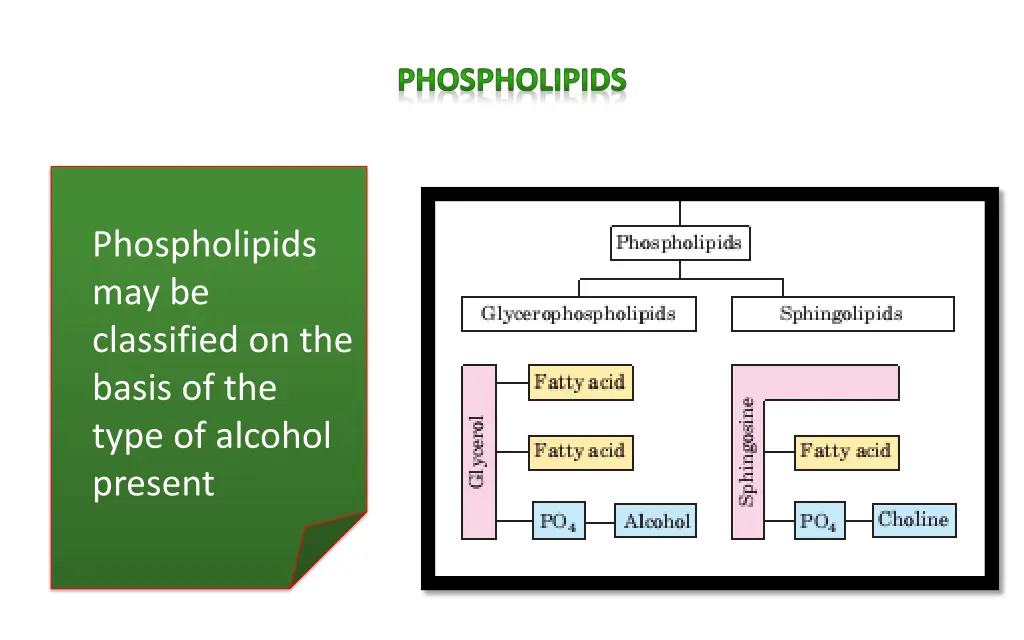 phospholipids 1