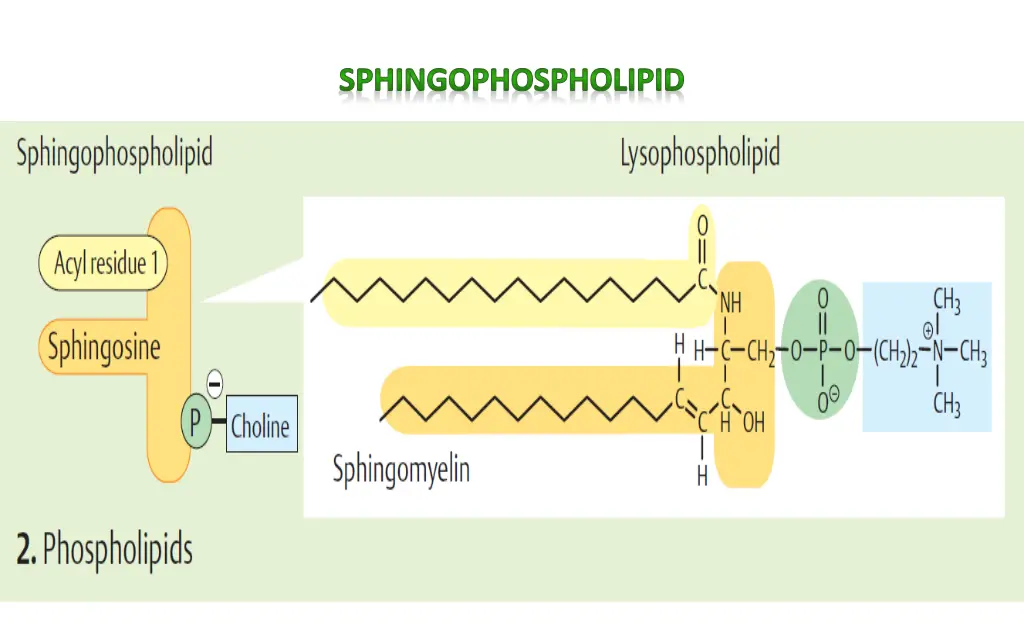 sphingophospholipid