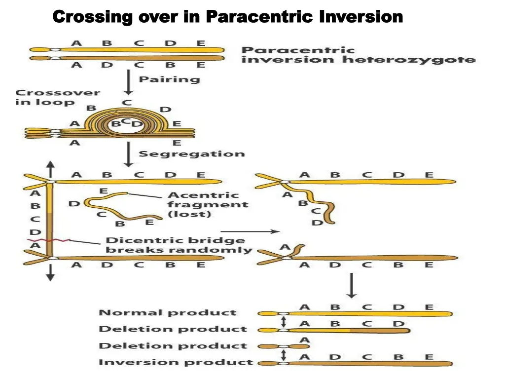 crossing over in paracentric inversion crossing