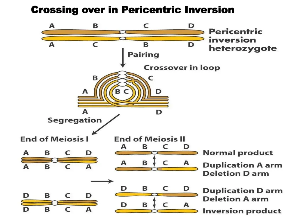 crossing over in pericentric inversion crossing