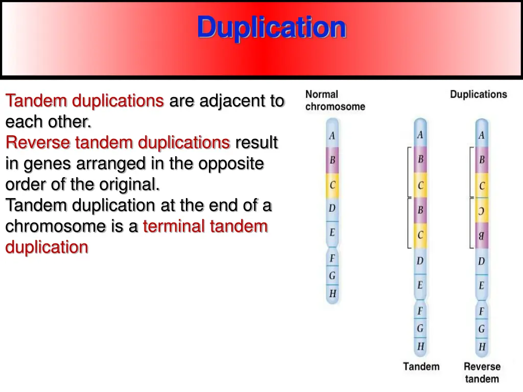 duplication 1