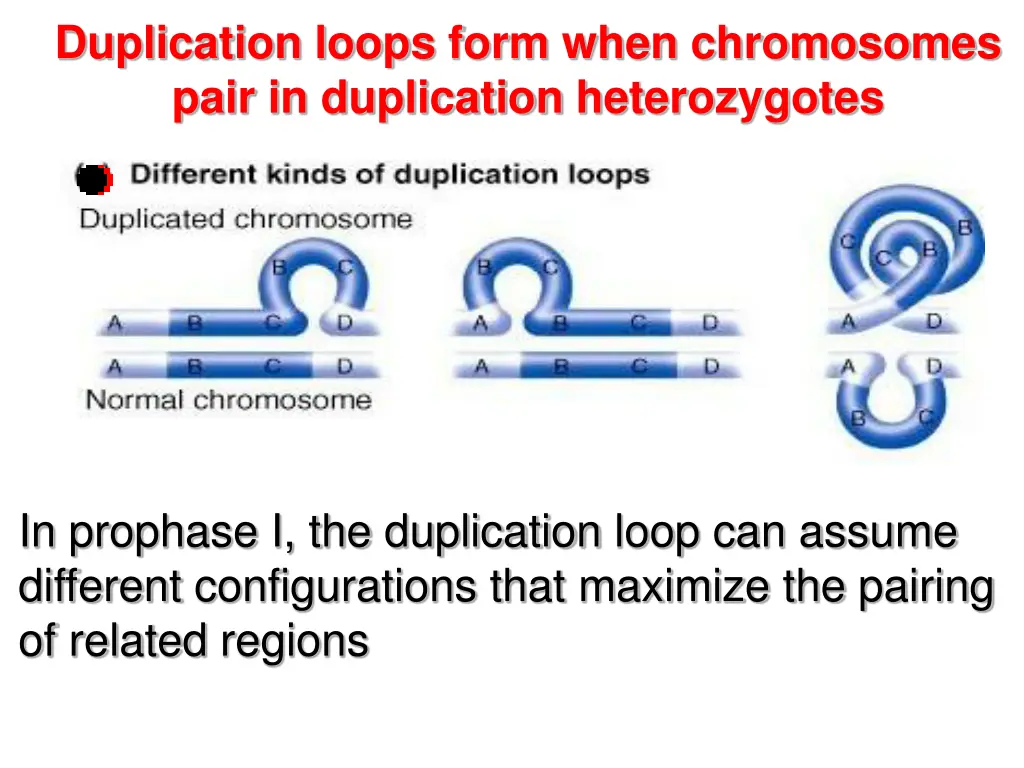 duplication loops form when chromosomes pair