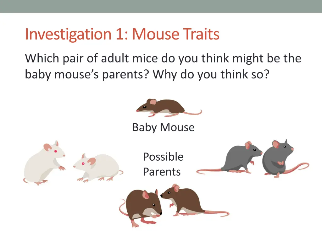 investigation 1 mouse traits