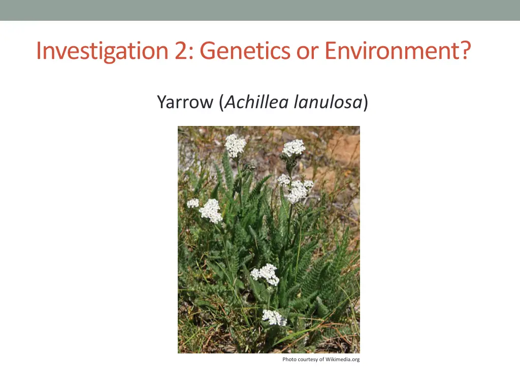 investigation 2 genetics or environment 6