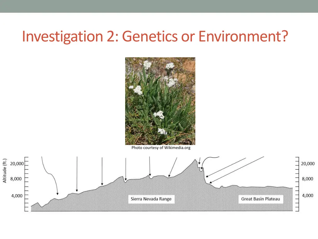 investigation 2 genetics or environment 7