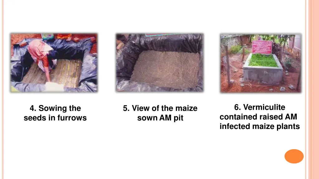 6 vermiculite contained raised am infected maize