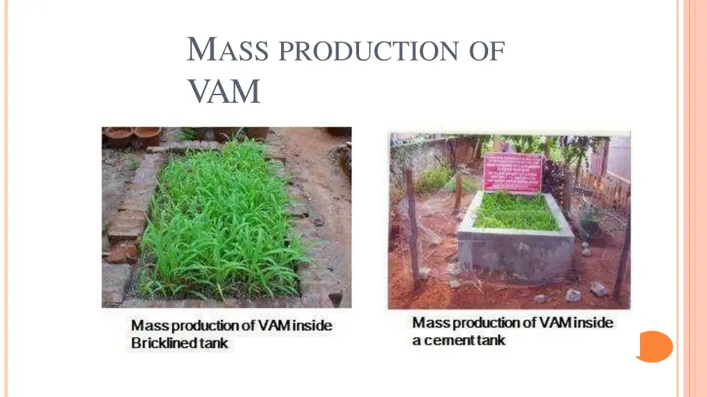 m ass production of vam