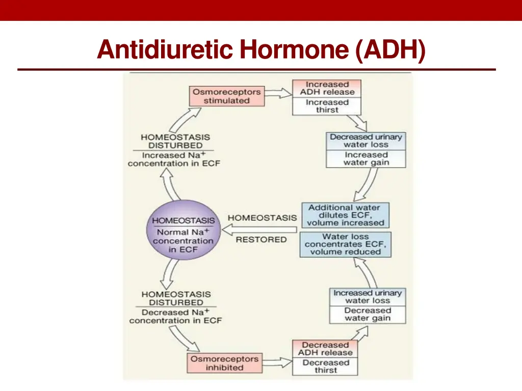 antidiuretic hormone adh