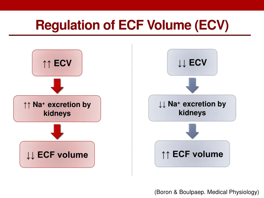 regulation of ecf volume ecv