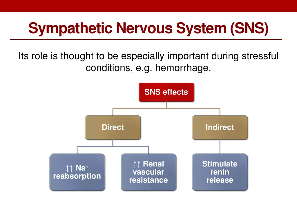 sympathetic nervous system sns