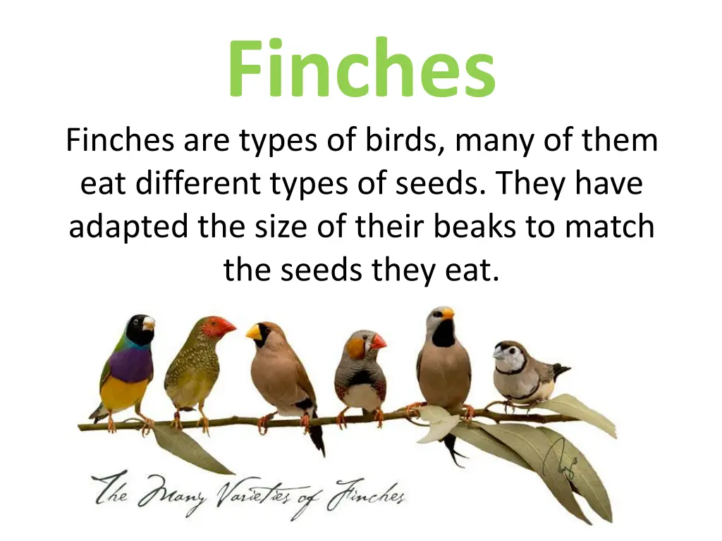 finches