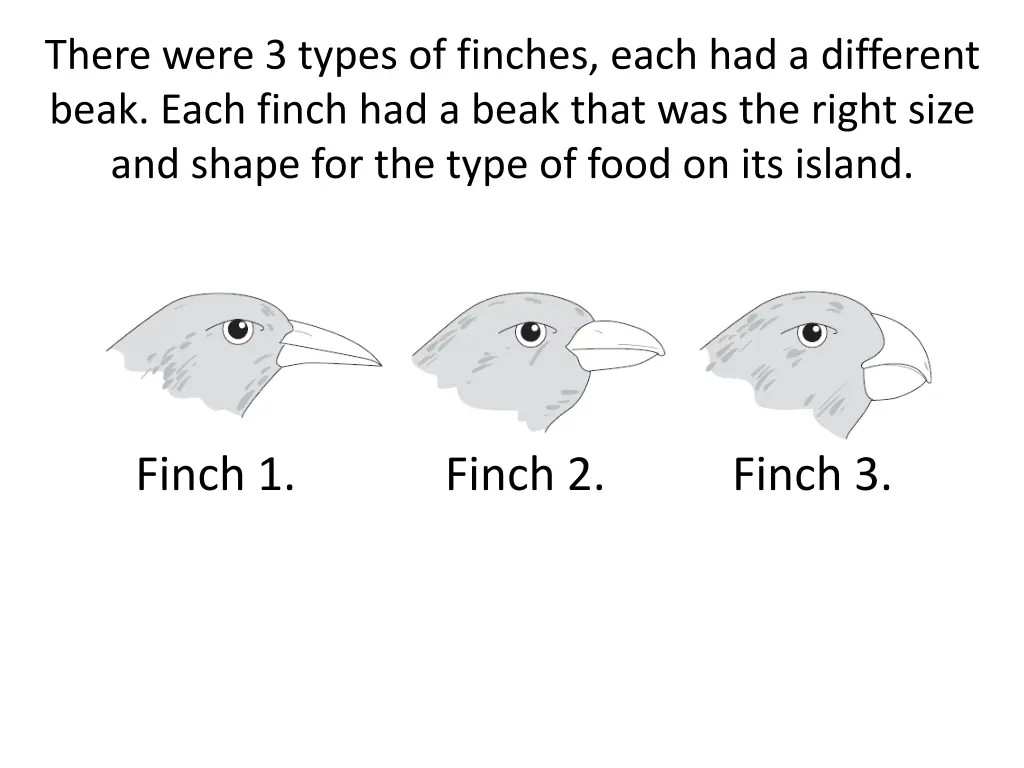 there were 3 types of finches each