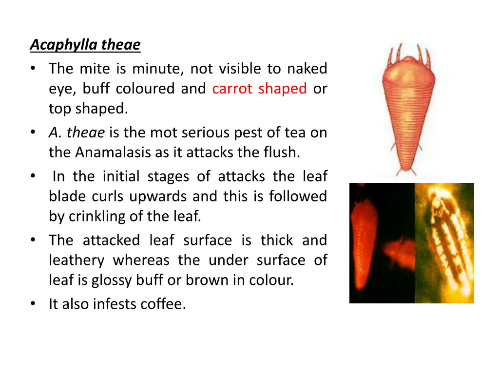 acaphylla theae the mite is minute not visible